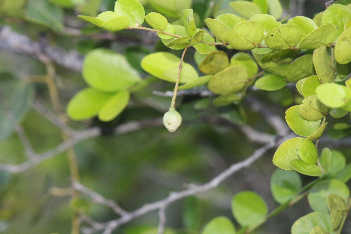 Capparis rotundifolia Rottler